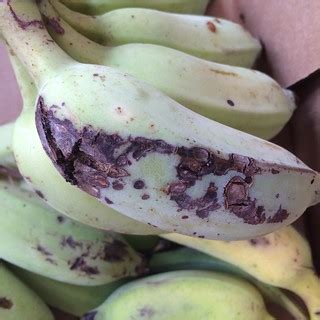 Banana: Moth larva damage to fruit | Scot Nelson | Flickr