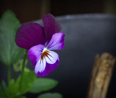 Purple Pansy Photograph by Jeanette C Landstrom