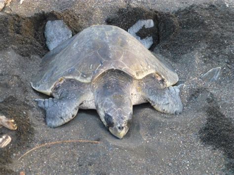 Protecting a Phenomenon - Olive Ridley Sea Turtle Conservation in Costa Rica