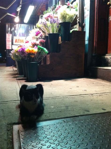 NYC Bodega Cats Bodega Cat, Animals Of The World, Favorite City, Mew, Store Fronts, Cat Photo ...