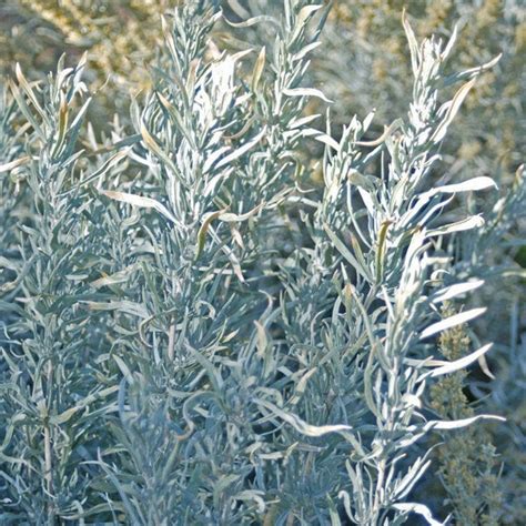 Artemisia Tridentata Seeds - Etsy