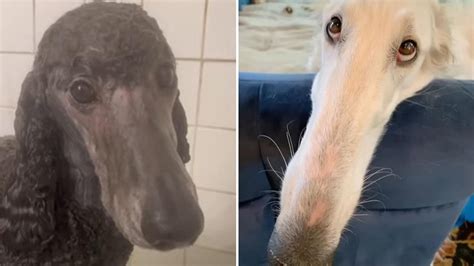 What is the ‘let me do it for you’ meme? Long nosed Borzoi dog goes viral - Dexerto