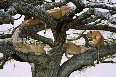 A Closer Look at Tree Climbing Lions | Why Do Some Lions Climb Trees?