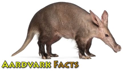 Aardvark Facts & Information For Kids From Active Wild