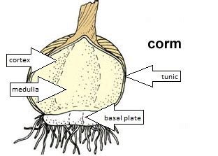 growth - What's the difference between corms, bulbs, and tubers? - Gardening & Landscaping Stack ...