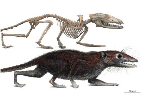 The Dragon's Tales: Juramaia sinensis: Earliest Known Eutherian Mammal?