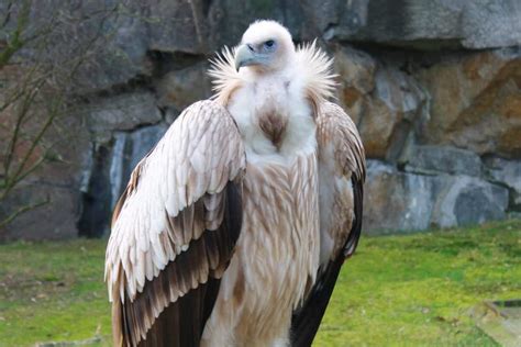 Vulture Symbolism (8 Surprising Meanings)