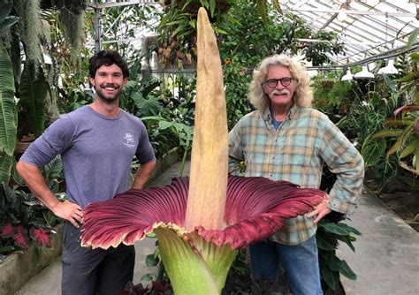 Back to Back Blooms: Another Corpse Flower Comes Alive For Third Straight Summer | Cal Poly