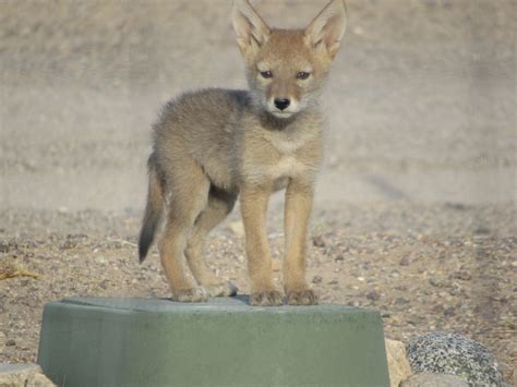 Critters: Coyote Pups