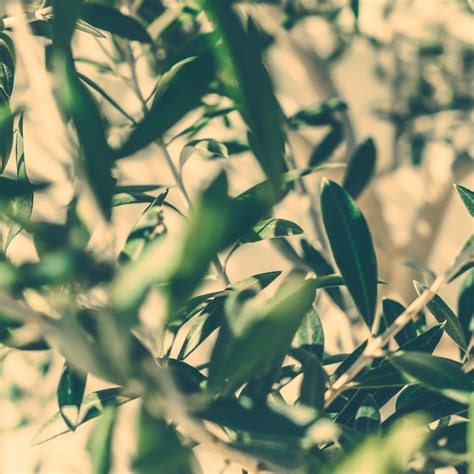 Premium Photo | Olive garden in greece