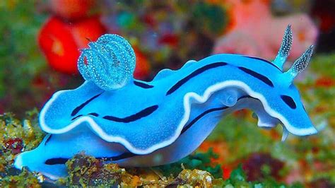 Nudibranch-The Most Beautiful Sea Creature - Top10animal