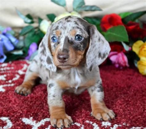 Blue And Tan Dapple Dachshund Puppies For Sale - Bleumoonproductions