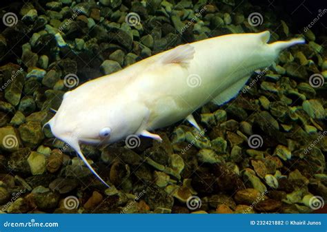 A White Albino Catfish Swimming on the Bottom of an Aquarium Stock Photo - Image of aquarium ...