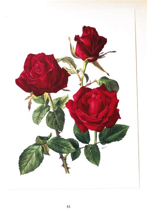 Red Rose Botanical Art 1962 Vintage Red Roses Art Vintage - Etsy