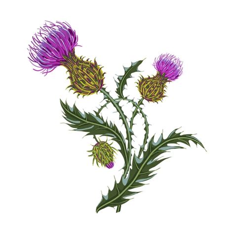 100,000 Thistle Vector Images | Depositphotos