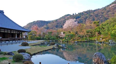 Arashiyama, Tenryuji Temple, Ninnaji Temple Kyoto Cherry Blossom Tour ...