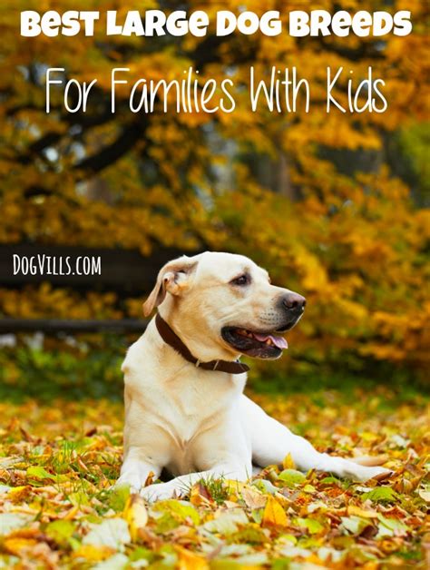 5 Best Large Dog Breeds For Families With Kids