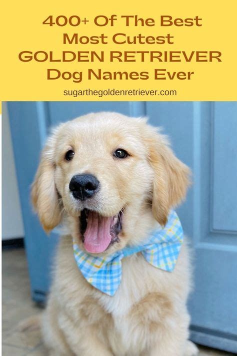 400+ Of The Best Most Cutest Golden Retriever Dog Names Ever - Golden Woofs