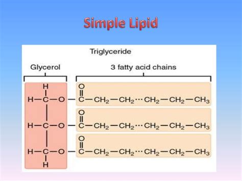 Simple Structure Of Lipids