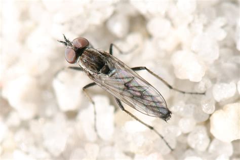 Stiletto flies | These tiny Stiletto flies were congregating… | Flickr