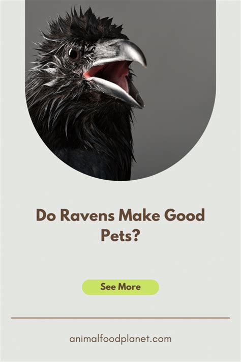 Do Ravens Make Good Pets? Yes, No, Maybe?