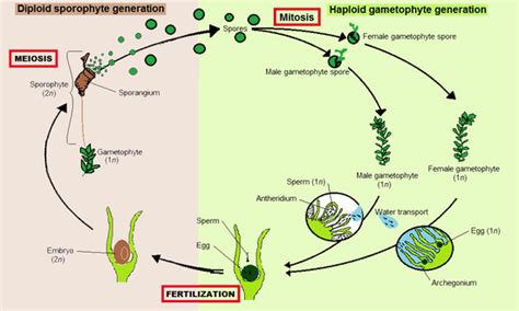 Bryophyte - Wikipedia