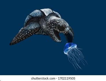 Leatherback Sea Turtle