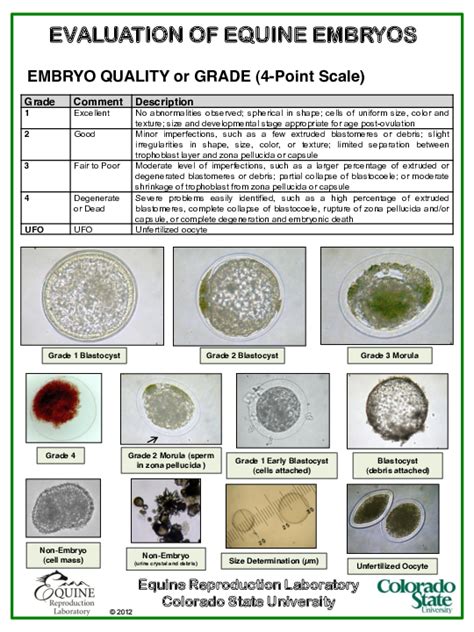 Embryo-Transfer