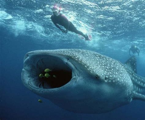 Earthmanpdx: Hanging Out With Whale Sharks