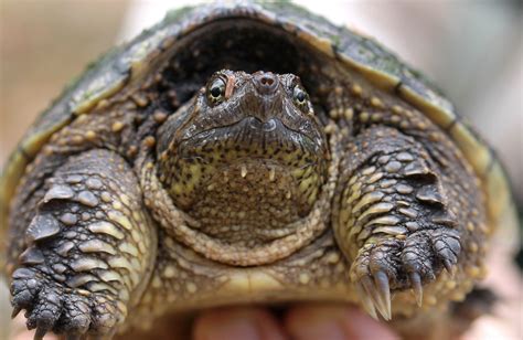 Top 5 reasons to end the snapping turtle hunt | Ontario Nature