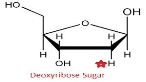 Deoxyribose Function