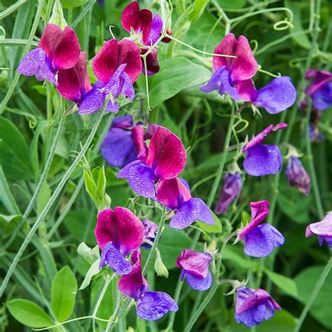 Sweet Pea 'Cupani's Original' (Lathyrus odoratus) Purple Flowers Garden, Sweet Pea Flowers ...