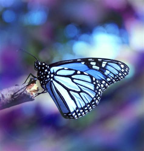 Blue Butterfly | The Beauty of Nature | Pinterest | Around the worlds, Warm and Depression