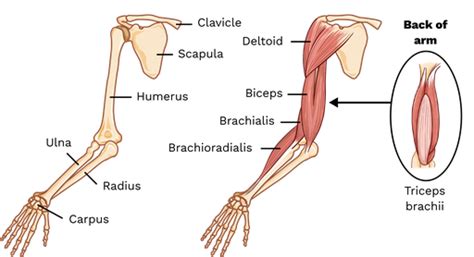 Skeletal muscle functional groups - Labster