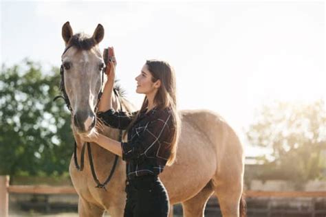 Horse Care 101: The Basics of Raising Equine Companions