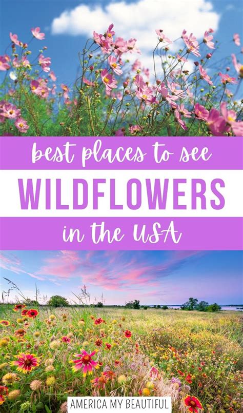 Most Beautiful Places to See Wildflowers in the United States | Places to see, Most beautiful ...