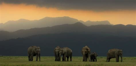 On a Safari of a Lifetime: The Best Time to Visit Jim Corbett Park ...