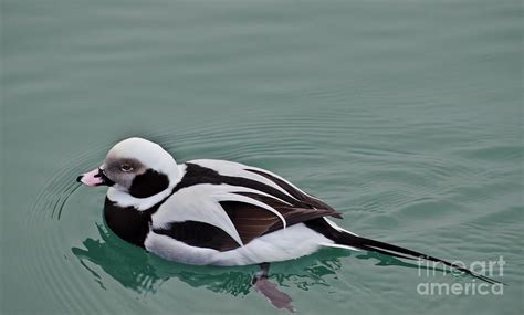 Male Long Tailed Duck in Winter Plumage Photograph by Gerda Grice - Fine Art America