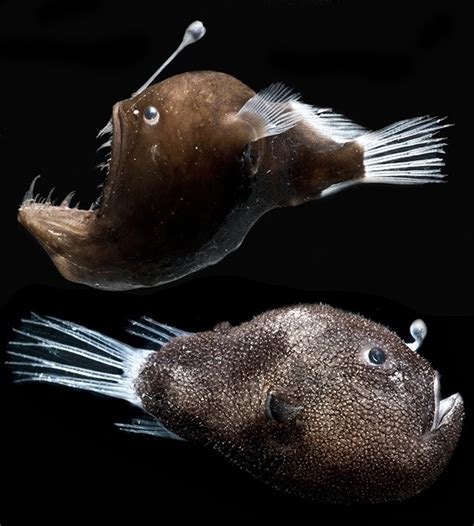 Genetics shed light on symbiosis of anglerfish and glowing bacteria | Cornell Chronicle