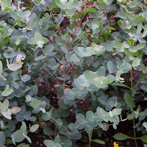 Eucalyptus gunnii 'Silver Drop' | White Flower Farm