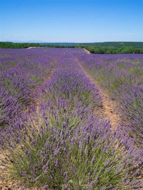 Brihuega Guadalajara | Lavender Fields in Spain