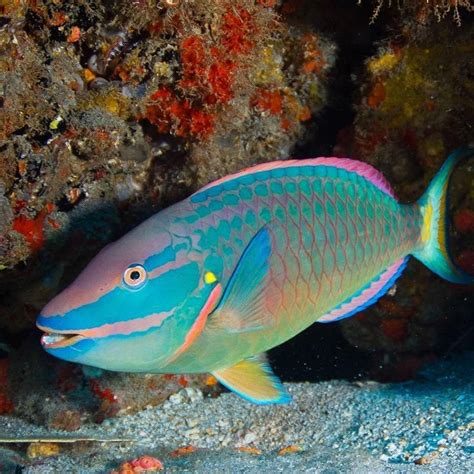 Jim Abernethy - The princess parrot fish is proof that the best art on planet earth...NATURE ...