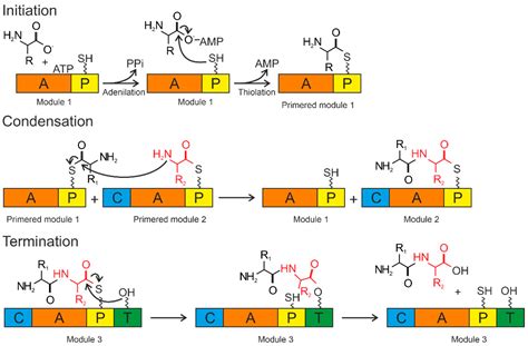 Plants | Free Full-Text | Bacterial Siderophores: Classification ...