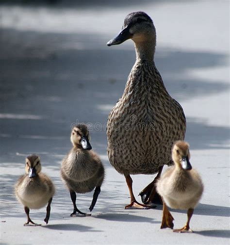 Mother duck and ducklings. On canals, Venice California , #ad, # ...