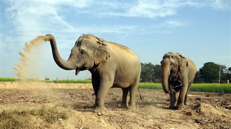 Wildlife Conservation Efforts In India | Routeprints