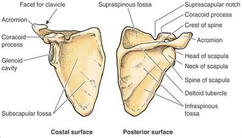 Subscapular Fossa Of Scapula Images & Pictures - Becuo