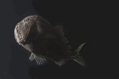 The blackest fish in the sea have 'really cool' camouflaging properties ...