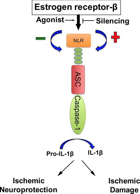 Estrogen receptor beta signaling alters cellular inflammasomes activity after global cerebral ...