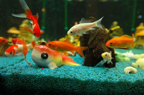 How To Breed Pet Fish at Beverly Nye blog