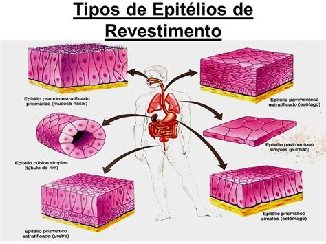 Tecido Epitelial De Revestimiento - radatina